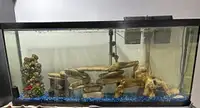55 Gallon aquarium with all accessories 
