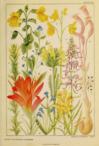 Wild Flowers of the West & Family Tree of Flowers ~ 1927 Nat Geo