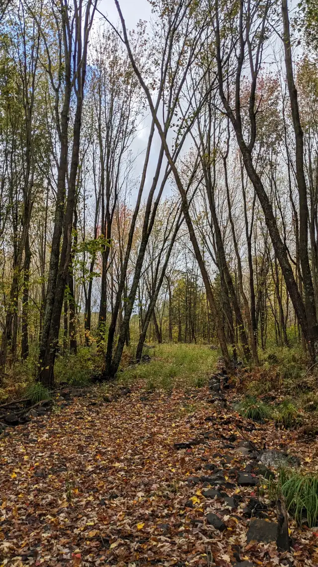 ️ Escape to Nature at Tait’s Island Retreat — Convenient, Priv in Activities & Groups in Muskoka - Image 4