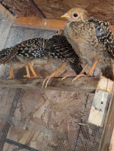 ***Golden Pheasants***, View more