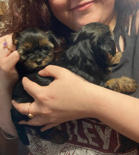 4 purebred Yorkshire Terrier puppies.