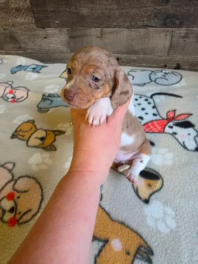 Mini Dachshund Girl, View more