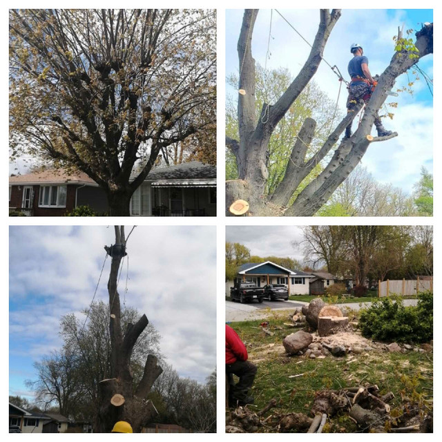 HIR tree service Chatham Kent devision  in Lawn, Tree Maintenance & Eavestrough in Chatham-Kent - Image 2