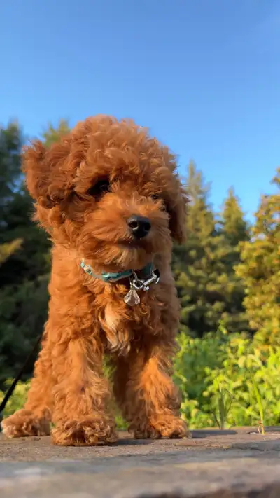 Maltipoo puppy, View more