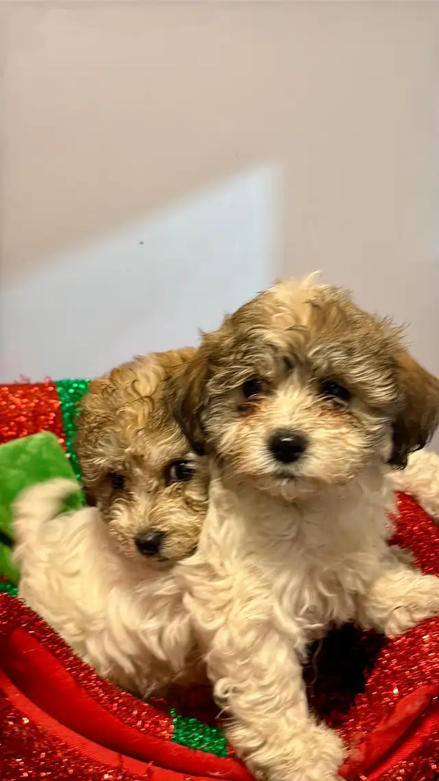 Havashan puppy in Dogs & Puppies for Rehoming in Abbotsford - Image 10