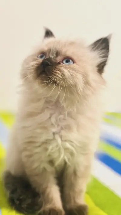 8 weeks old kitten, View more