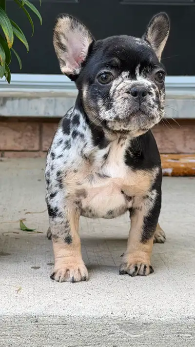 EXOTIC FRENCH BULLDOG PUPPIES FOR SALE, View more