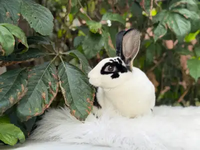 Neutered mini Rex bunnies, View more