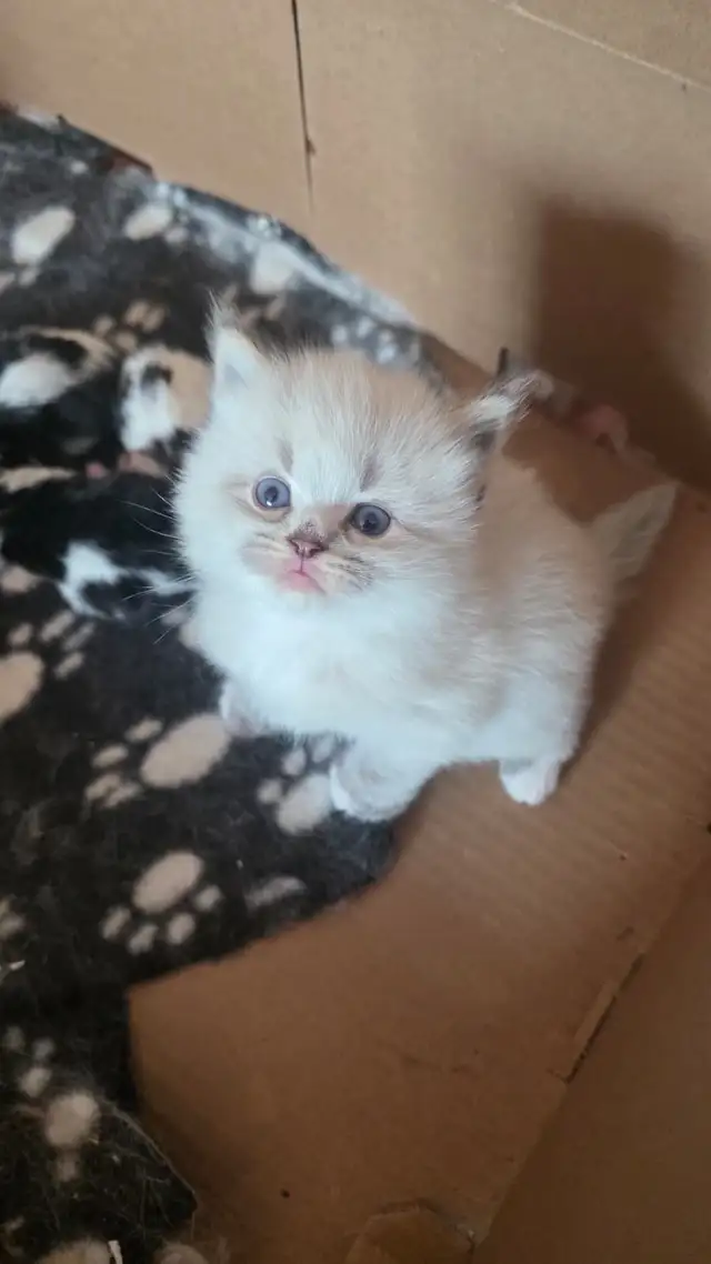 Purebred Siberian Kittens in Cats & Kittens for Rehoming in Oakville / Halton Region - Image 7