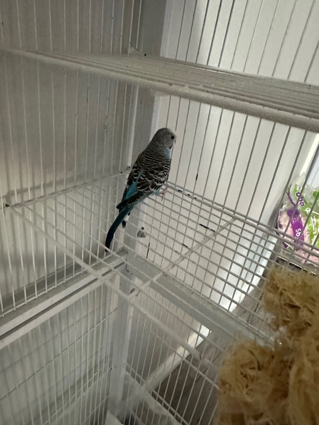 Proven breeding budgie trio. 2 female and 1 male  in Birds for Rehoming in Trenton - Image 4