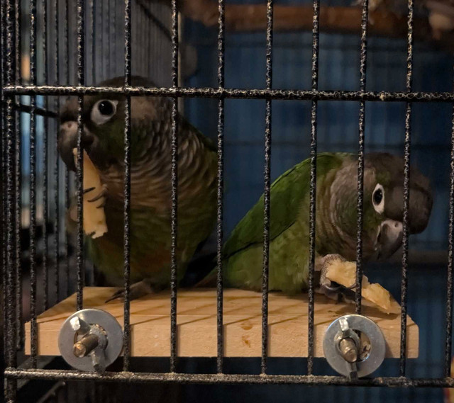 Green cheek conure pair in Birds for Rehoming in Sault Ste. Marie - Image 2