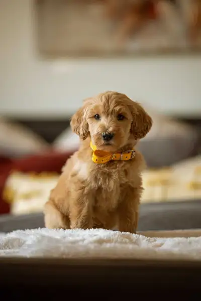 F3B small Goldendoodle puppies, View more
