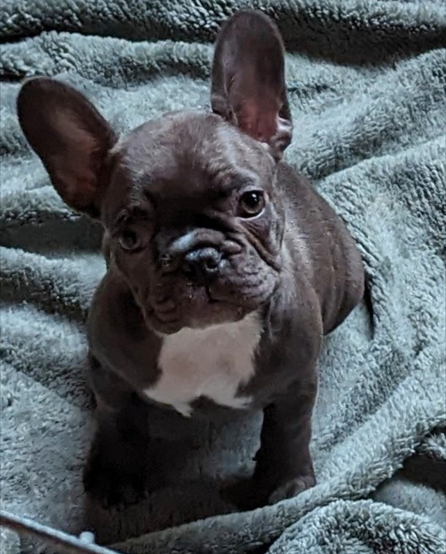  French bulldog puppies for sale. CKC registered  in Dogs & Puppies for Rehoming in Chilliwack - Image 2