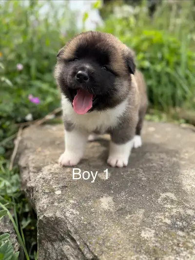 Purebred American Akita Puppies!, View more