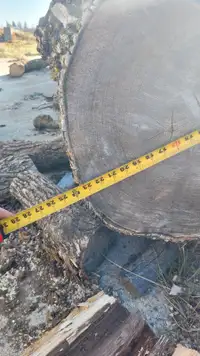 Big Ash log