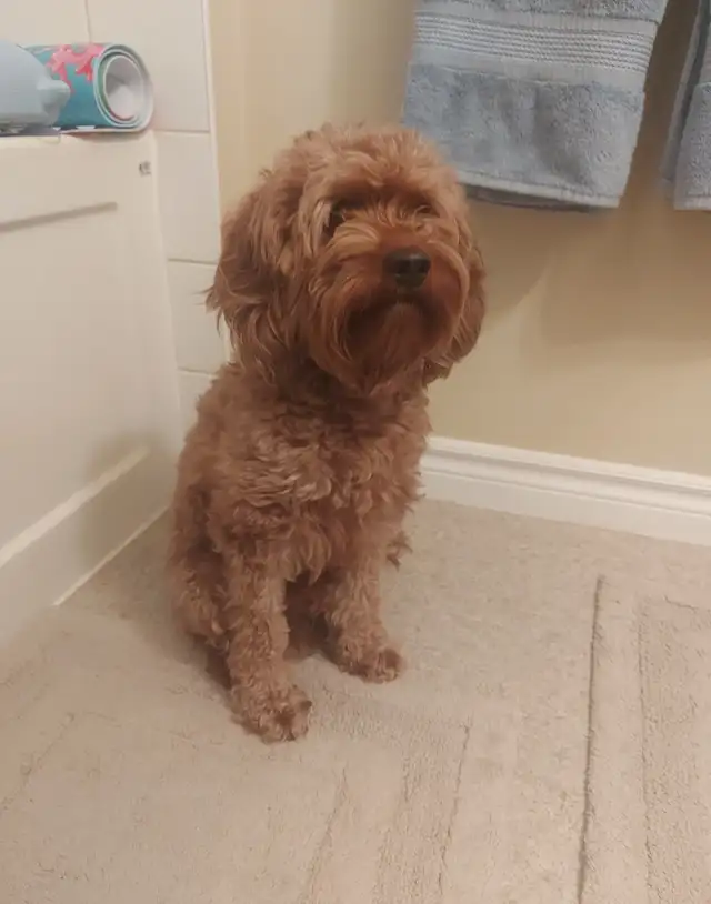Cockapoo Dog for Rehoming in Dogs & Puppies for Rehoming in Woodstock - Image 6