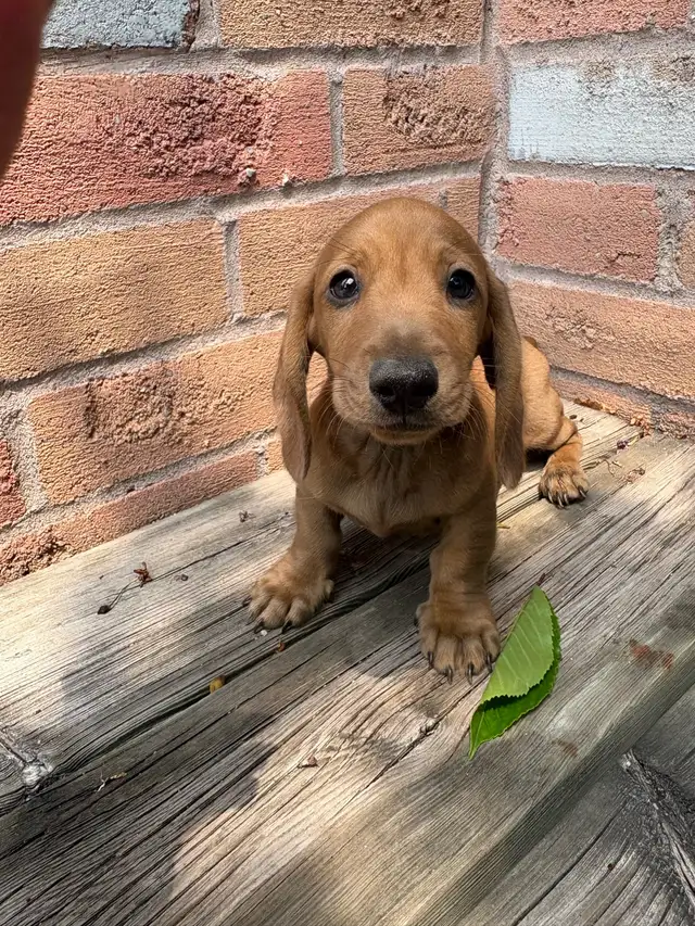 Mini Dachshund in Dogs & Puppies for Rehoming in Markham / York Region - Image 11