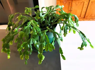 Schlumbergera Truncata, View more