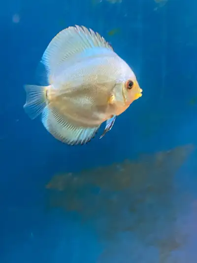 1 discus blue diamond , View more
