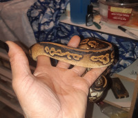 Great deals on ball pythons