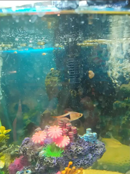 Freshwater Fish Tanks Aquariums in Fish for Rehoming in Edmonton - Image 4