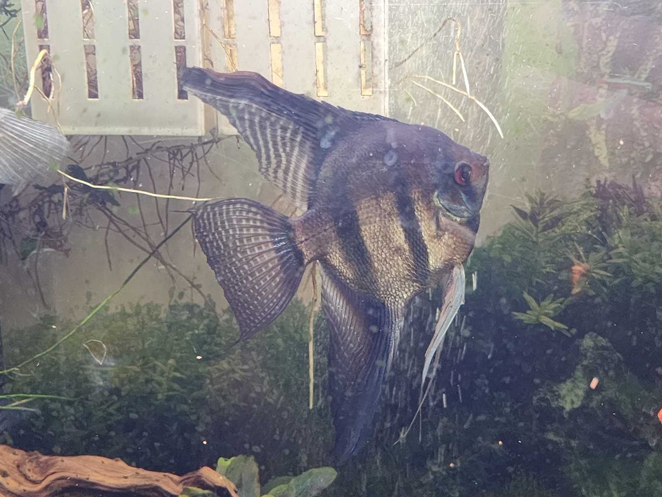 Large Adult Male Angelfish | Fish for Rehoming | Delta/Surrey/Langley ...
