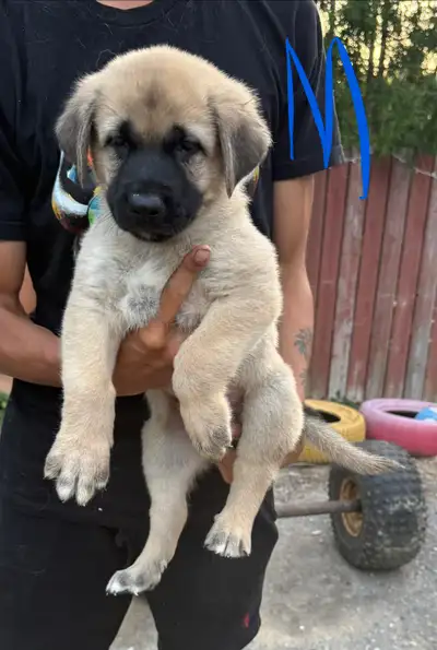 Kangal Puppies, View more