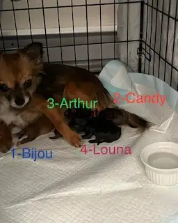 Adorables chiots Chihuahuas à poils longs  2 femelles et 2 mâles, View more