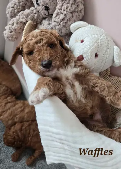 Adorable Mini Goldendoodle Puppies - ready Sept 3rd!, View more