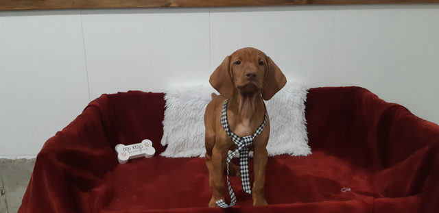 Two Adorable Vizsla Puppies (Females) in Dogs & Puppies for Rehoming in Kitchener / Waterloo - Image 2