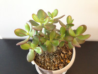 (#1) JADE Plant healthy growth home decor gift giving 45cm x 26c