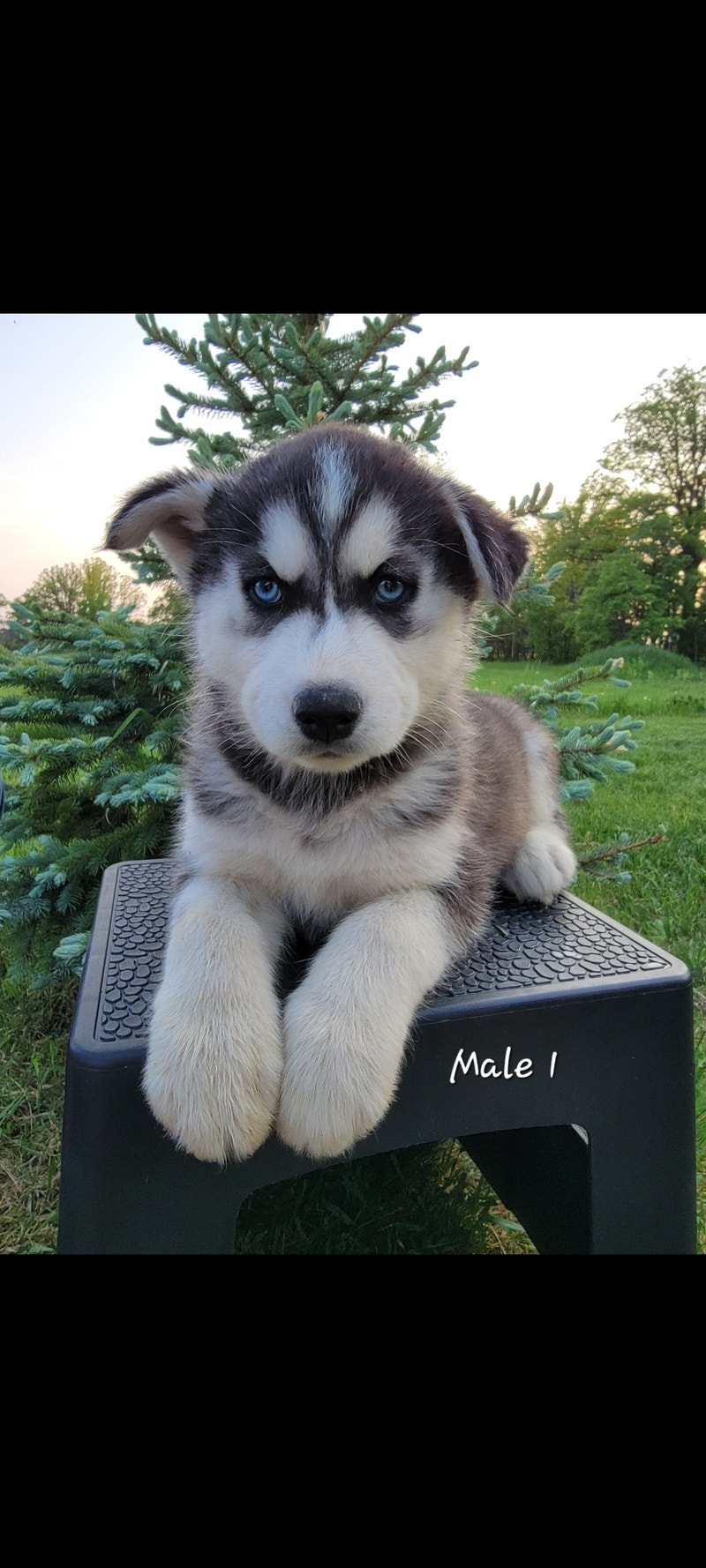 5 Beautiful Siberian Husky Puppies Left Ready To Go! Dogs & Puppies