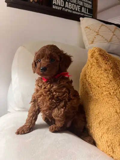 She is ready to go to her new family on May 12. This breed is non-shedding, hypoallergenic and intel...