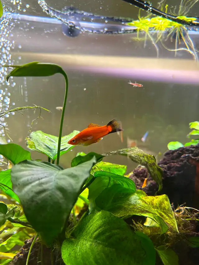 Swordtail breeding pair in Fish for Rehoming in Calgary - Image 3