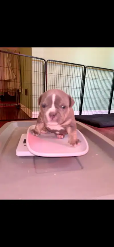 American Bull Dog Puppies, View more