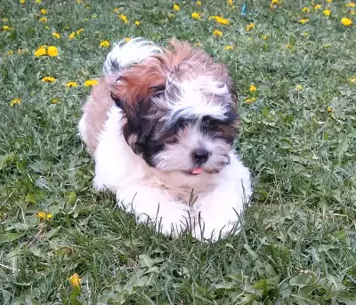 Only 1 male left! Family raised, Bichon Shih tzu puppy. Beautiful multicolored markings, soft and fl...