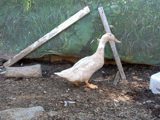 BYM Ducks - Various Ages in Livestock in Kingston - Image 2