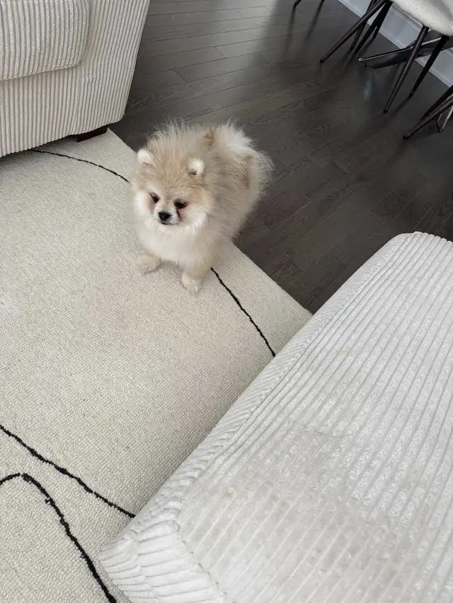Pomeranian in Dogs & Puppies for Rehoming in City of Toronto - Image 6