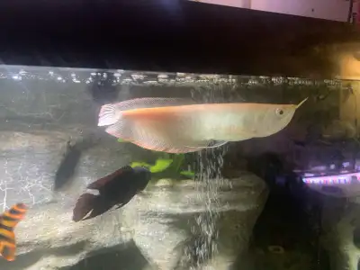 9-10” Albino Arowana, View more