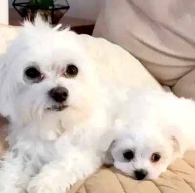Purebred Maltese  1 Boy left!, View more