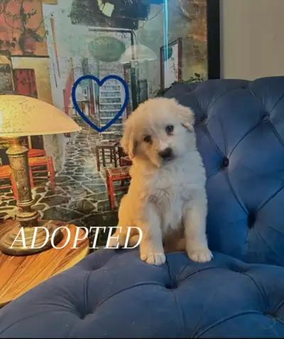 White German Shepherd golden doodle puppies, View more