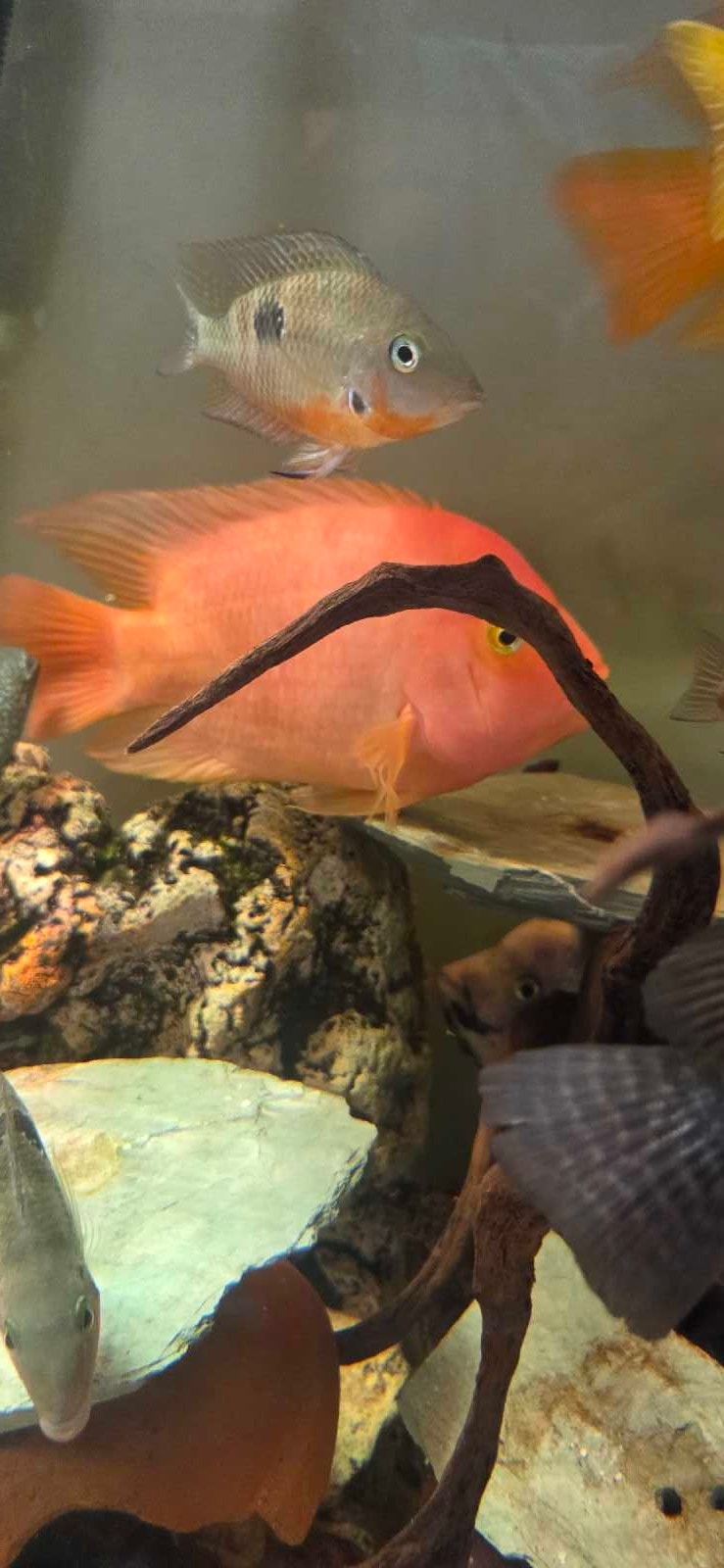 Red Devil x Parrot Hybrid Cichlid | Fish for Rehoming | Woodstock ...