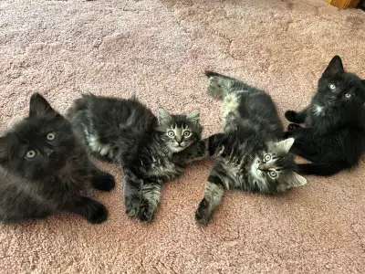 Friendly Fluffy Kittens Looking for Their Forever Homes, View more