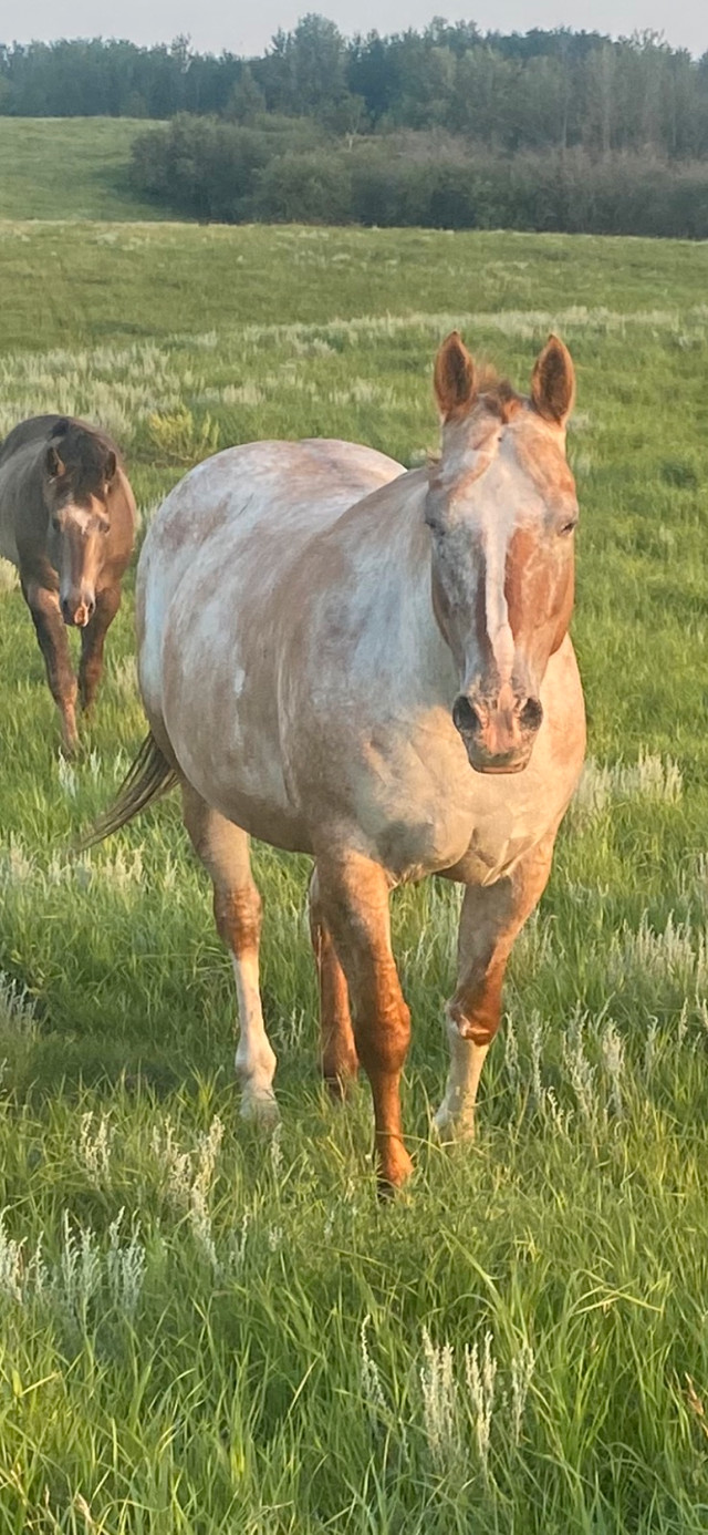 Older Appaloosa mare in Horses & Ponies for Rehoming in Edmonton - Image 2