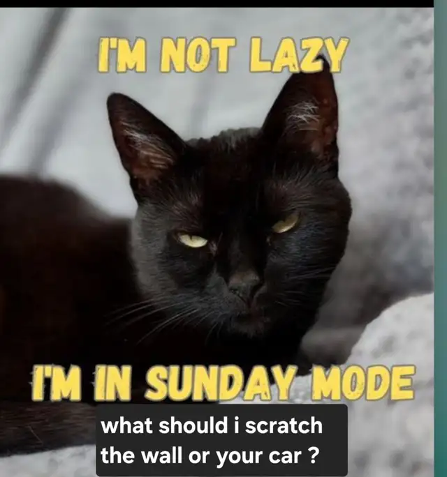 Happy Sunday Kitty Day64661858473857120