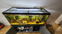 70 Gallon aquarium set up