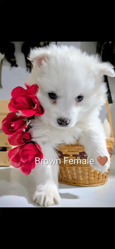 American Eskimo Pups ready for rehoming. 8 weeks old and ready to go. They’ve had their first set of...