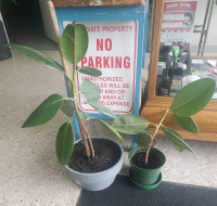 Rubber Tree Plant