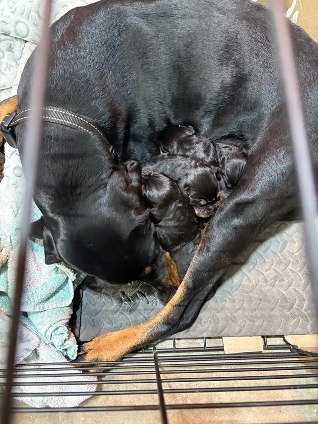 Black and Tan hounds Pure bred in Dogs & Puppies for Rehoming in Oakville / Halton Region - Image 5