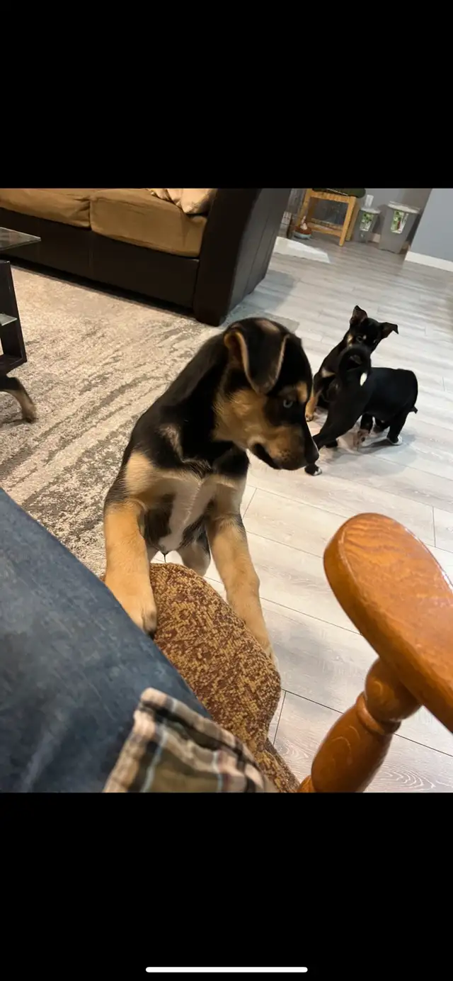 Kelpie husky mix puppies in Dogs & Puppies for Rehoming in Edmonton - Image 4